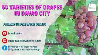 #BizLokal | 60 Varieties of Grapes in Davao City