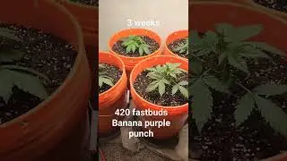 3 week old banana purple punch from 420 fastbuds