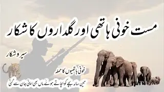 Must-kill elephant and leopard hunting | hunting | hunting stories