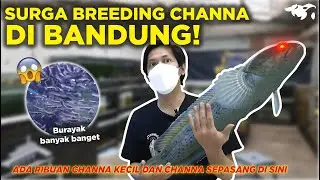 GREBEK SURGA BREEDING CHANNA DI BANDUNG! SIGIT ARNANTO AWALNYA HOBBYIST