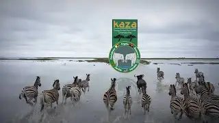 Kavango-Zambezi Transfrontier Conservation Area (KAZA TFCA): the world's largest terrestrial TFCA