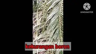 Ciri ciri kekurangan unsur hara #sawit #pertanian #petani 