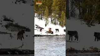 Wounded Bison's Last Stand Against Hungry Wolves