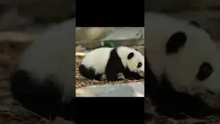 The giant panda with the same name as Altman Ace was born in China in January 2022.