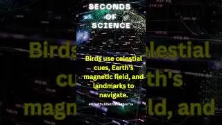 How do birds navigate during migration? #subscribe #science #birds #migration #navigation