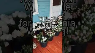 So we tried a NEW thing! #weddingflorals #wholesaleflowers #flowerfarmers #floraldesign