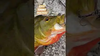 Hot Summer BITE fishing for Peacock Bass in South Florida 🎯