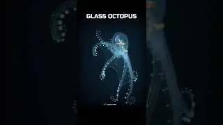 Transparent, animals that are nearly invisible! 💀🤯 #Shorts #Animals #Nature #Earth #Science