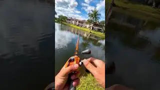 omg! big snakehead fish #fishing #casting #skills #snakehead #shorts subscribe for more🤍.....