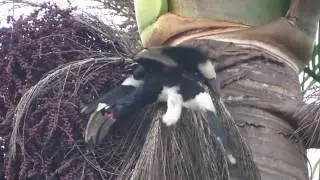 Trumpeter Hornbill (Bycanistes bucinator)