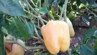 Перець LS 13110 F1 (Lucky Seed ) культура в полІ