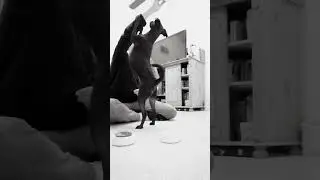 Tricktraining #tricks #shorts #training #hunde #dance #spa&szlig; #freude #dogs #hundetraining #dogmom