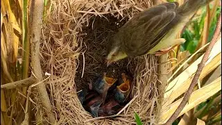 Baby Birds Hatching Out day 8  in the Nest, They are can open  eyes in day 8