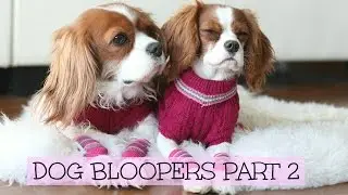 Dog Bloopers | Herky & Milton outtakes Part 2 | Cavalier King Charles Spaniel
