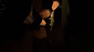 Juvenile Walleye at Night?! Creek Fishing Surprise