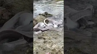 Aggressive Moray Eels Fight Over Tuna! 🐍🐟🔥 #MorayEel #UnderwaterLife #OceanBattles #eelsvideo