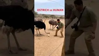 OSTRICH vs HUMAN 🏃💨 Fastest Race in the Wild!