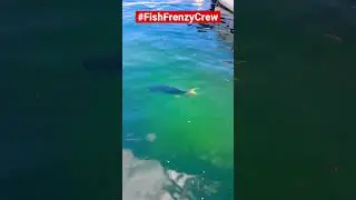 This Jack Crevalle is HUGE! #fishfrenzycrew #trevally #jackcrevalle #florida #floridafishing