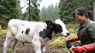 Weight of the Ring: Rescuing a Calf from a Tire Trap