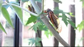 thelope.com - M tredecassini Brood XIX cicada side view of call