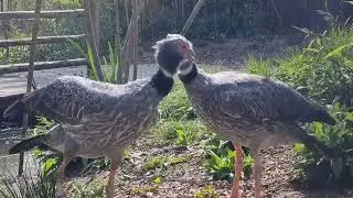 Crested screamers, territory call