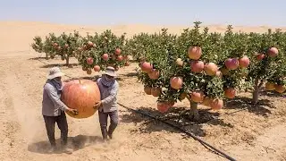 What Would Happen If Apples Were Farmed in the Sahara? The Outcome Surprised the World