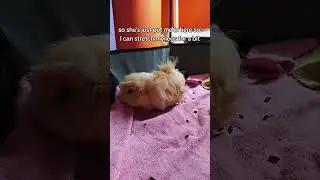 #petsagram #guineapigcage #🐹 #caviesofinstagram #cavylover #ploplaeguineapig #guinea #cavygram