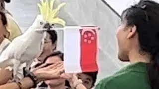 Yellow-crested Cockatoo holds Singapore flag with pride showcasing love for SG | BIRD PARADISE 2024