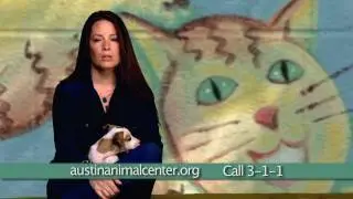 Austin Animal Center Summer of Love Campaign with Actress Holly Combs