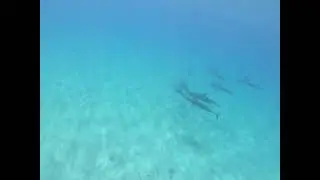 swimming with dolphins for the first time