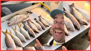 Como Pescar Grandes Mangrove Snappers, pargos y Chernas en los cayos de la Florida