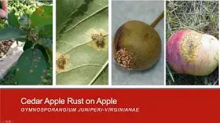 Early Season Apple Diseases Juniper Rust Lecture 5
