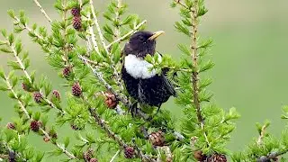 Ring Ouzel - Ringdrossel - Turdus torquatus - calling