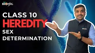 Sex Determination Explained 🧬 | Heredity Class 10 | Boy or Girl? Science | Board Exam Sure Shot