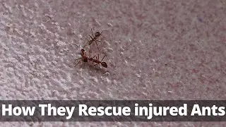 How To Ants Rescue An Injured Ant | Ants life |  Life of nature