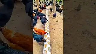 DIY chicken feeding PVC trough: A feeding solution that allows chickens to eat without interference