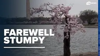 'Stumpy' fans say goodbye to beloved cherry tree set to be removed in late May