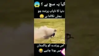 Aag Ugalne Wala Parinda Aa Gaya! Story Of Viral Video Fire Bird#aag