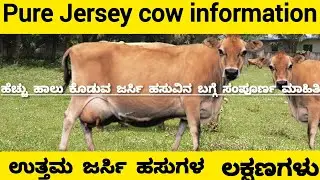 ಉತ್ತಮ ಜರ್ಸಿ ಹಸುವಿನ ಲಕ್ಷಣಗಳು, ಇಲ್ಲಿದೆ ಇದರ ಸಂಪೂರ್ಣ ಮಾಹಿತಿ, pure Jersey cow information.