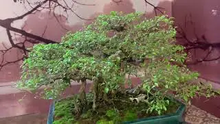 hàng  buồm. ngày 27 tháng 12, 2025