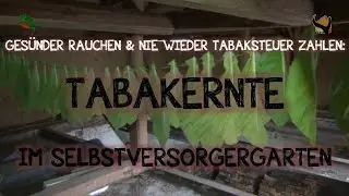 Ges&uuml;nder rauchen & nie wieder Tabaksteuer zahlen: TABAKERNTE im Selbstversorgergarten