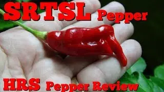 ⟹ SRTSL Pepper | Capsicum chinense | Sara Ragoonan Trinidad Scorpion Long