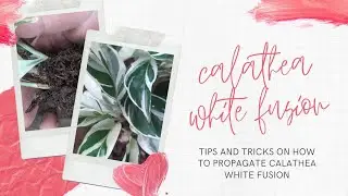 How To Propagate Calathea White Fusion