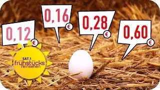 LANDWIRT ZEIGT SEINE EIER: Schmeckt man den Preisunterschied? | SAT.1 Frühstücksfernsehen | TV