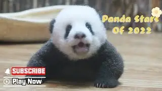 The Rising Panda Stars Of 2022  | iPanda