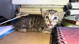 Indian Cat (Sad story ) Part -2