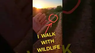 TRACKING WILD MONGOOSE - FOLLOW ME FRIENDS - ADOPT MONGOOSES - ADOPT A MONGOOSE