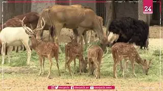 Mexican zoo welcomes wild animals suffering from virus secondary effects