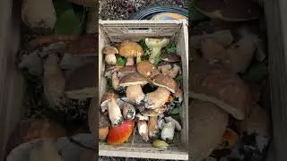 Raccolta epica. #mushroom Mamma e quanti ne sono 😳🚨