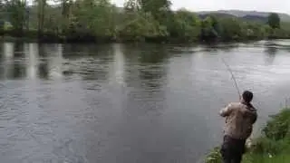 Jim Andrew Daffoldil Lie Spin Salmon Fight